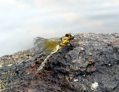 Imagem de Ophiogomphus howei Bromley 1924