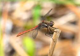 Image of Striped Meadowhawk