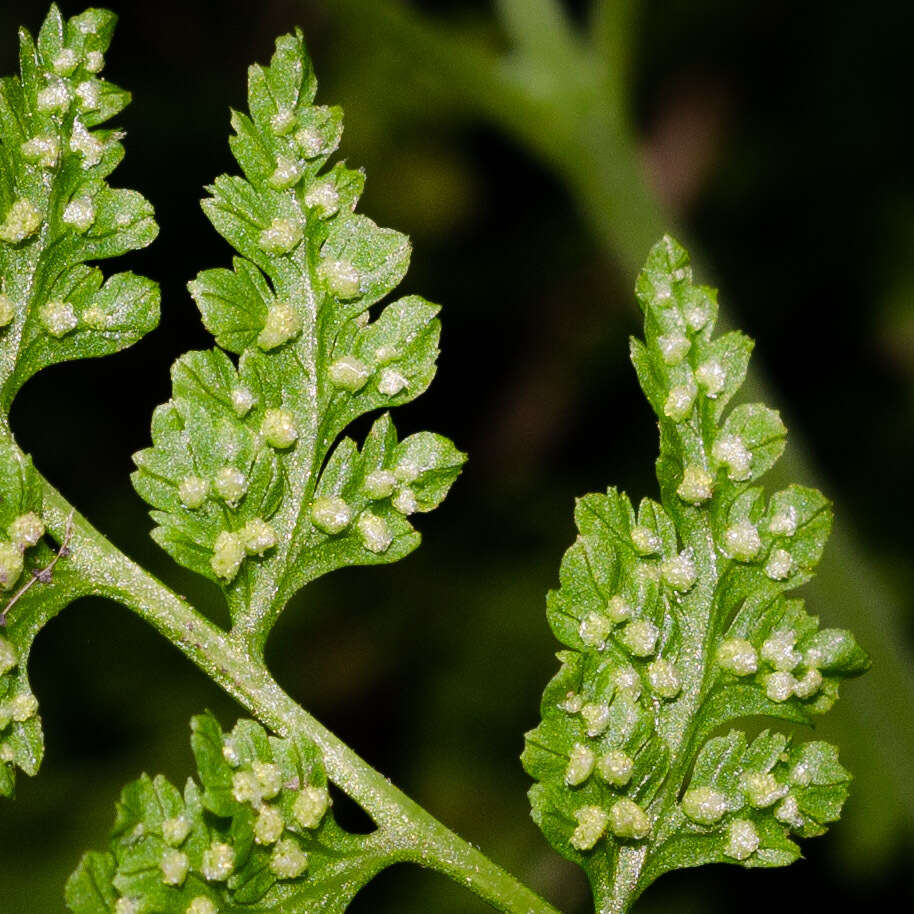 Image of Cystopteris fragilis var. apiiformis (Gand.) Blasdell