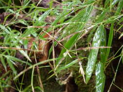 Imagem de Arthrostylidium venezuelae (Steud.) McClure