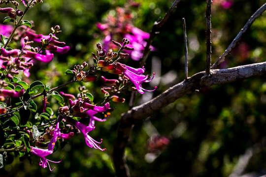 Image de Syncolostemon rotundifolius E. Mey. ex Benth.