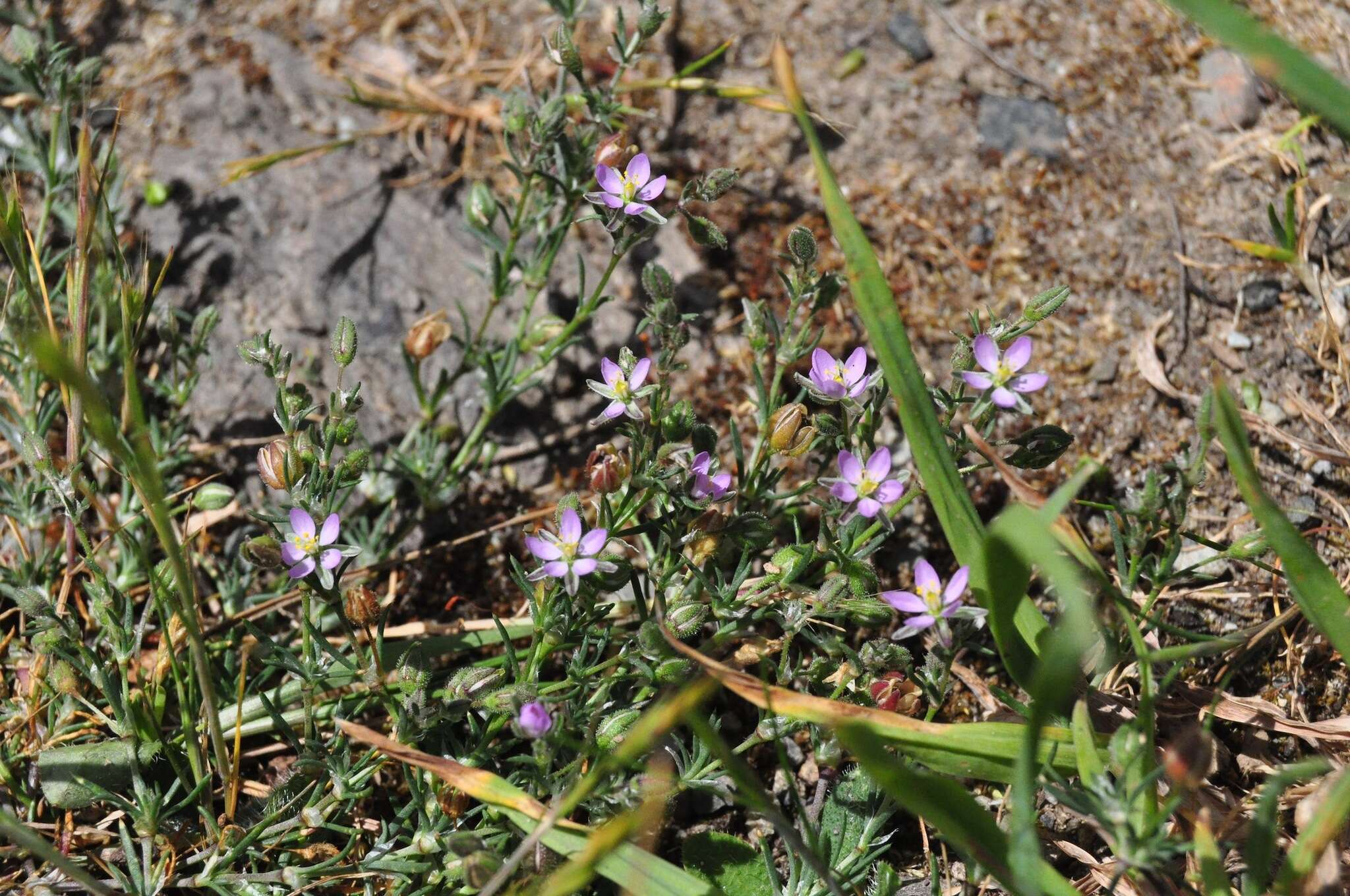 Plancia ëd Spergularia rubra (L.) J. Presl & C. Presl