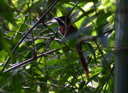 Image of Asian Paradise-Flycatcher