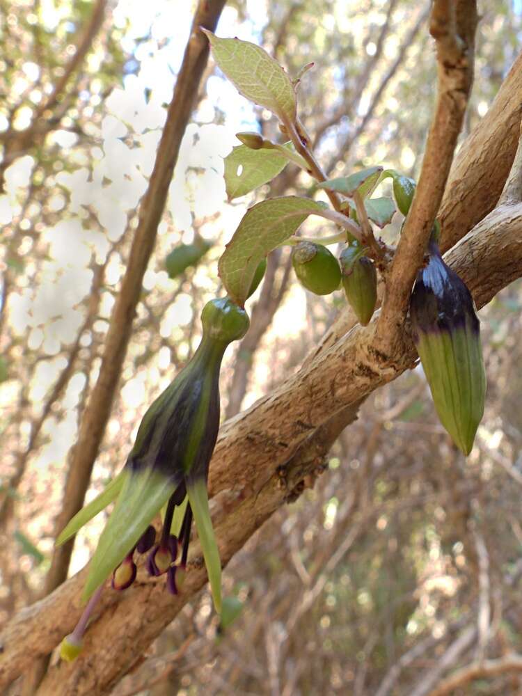 Image of Fuchsia colensoi Hook. fil.