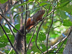 Image of Kinabalu Squirrel