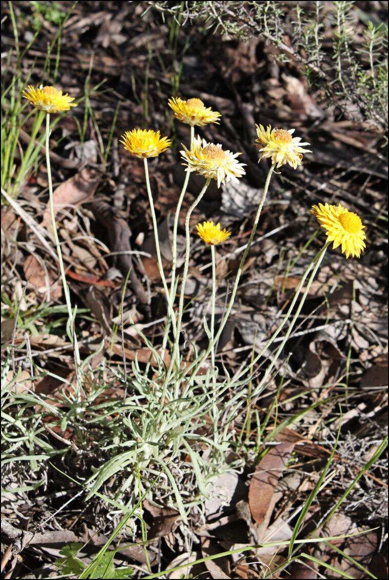 Image of Leucochrysum albicans (A. Cunn.) P. G. Wilson