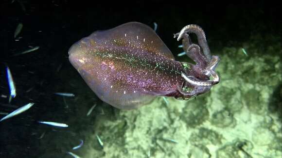 Image of Caribbean reef squid