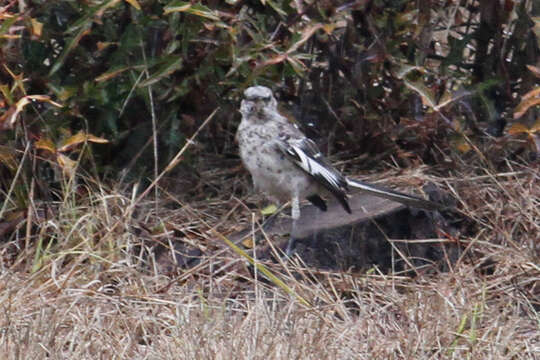 Image of Northern Mockingbird