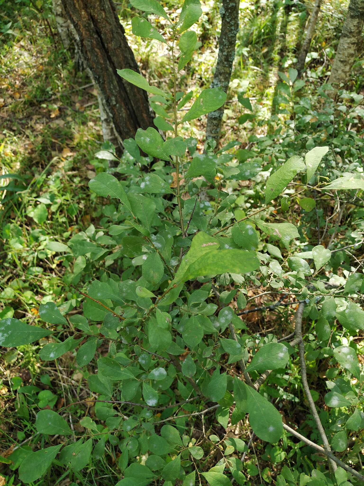 Image of eared willow