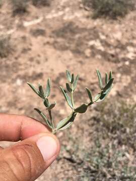 Acleisanthes lanceolata (Wooton) R. A. Levin resmi