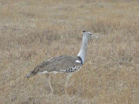 Image of Kori Bustard