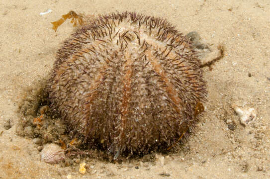 Image of Alexanders sea urchin