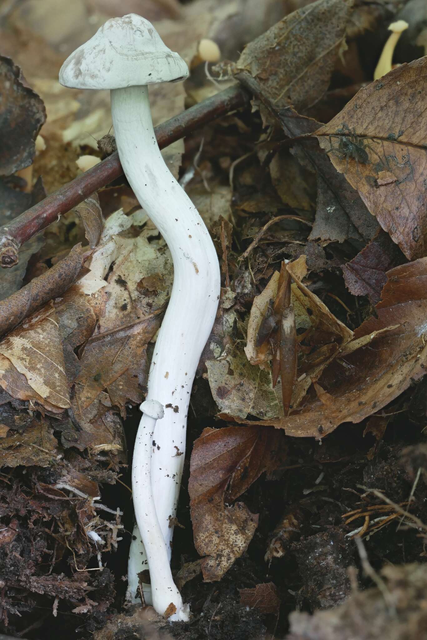 Image of Cuphophyllus canescens (A. H. Sm. & Hesler) Bon 1990