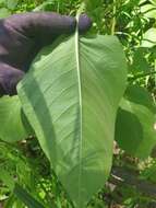 صورة Persicaria orientalis (L.) Spach