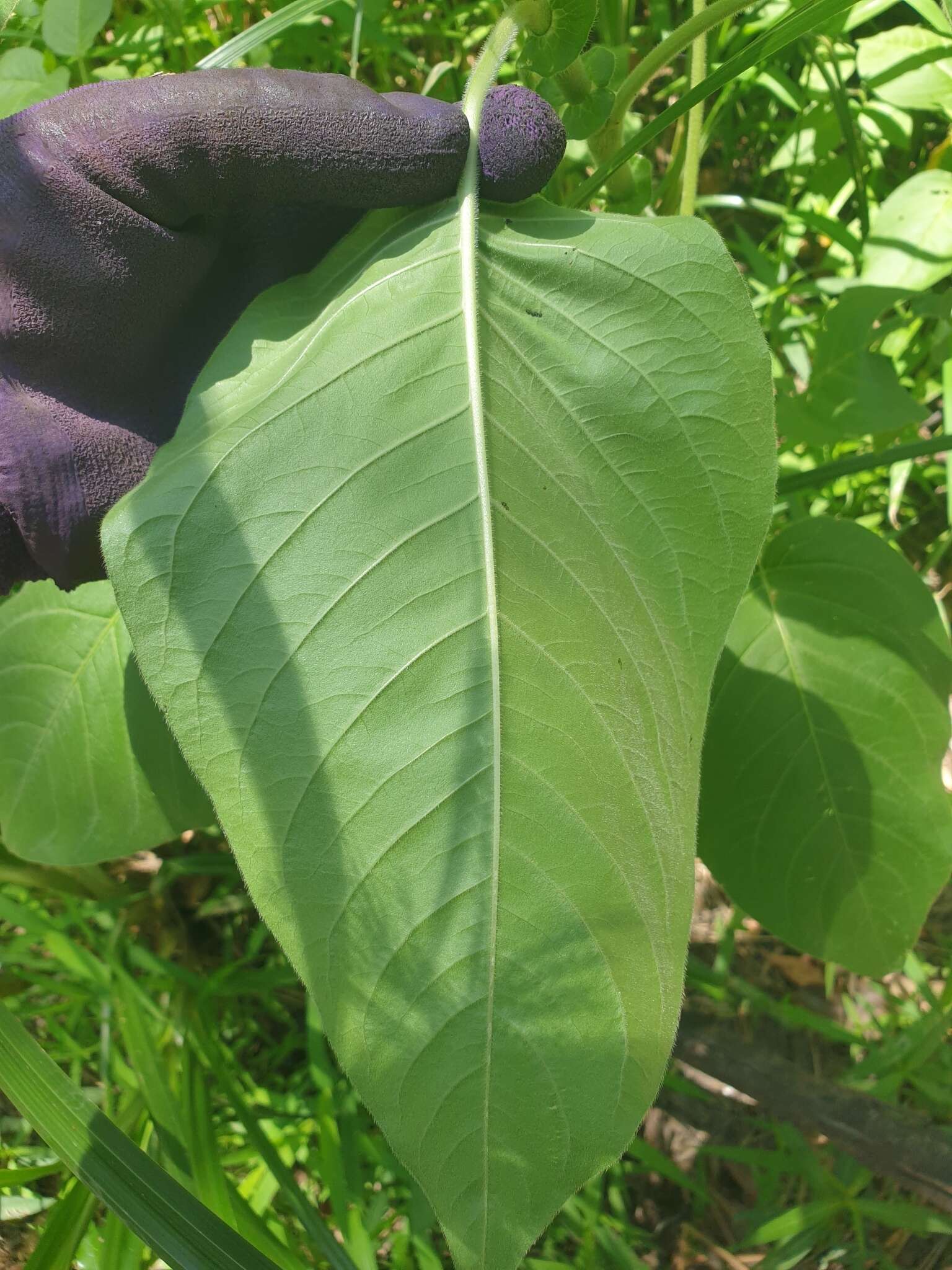 Persicaria orientalis (L.) Spach resmi