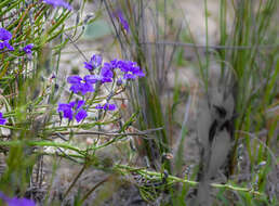 Image of Dampiera sacculata F. Müll. ex Benth.