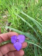 Слика од Tradescantia ohiensis Raf.