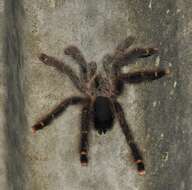 Image of Avicularia rufa Schiapelli & Gerschman 1945