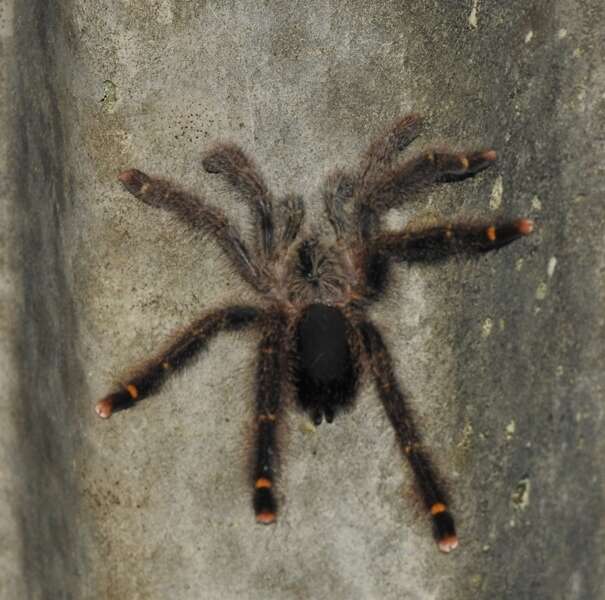 Image of Avicularia rufa Schiapelli & Gerschman 1945