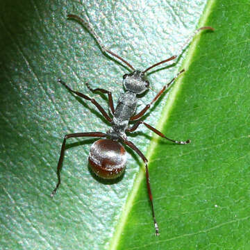 Image de Polyrhachis bicolor Smith 1858