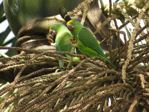 Image of Tui Parakeet