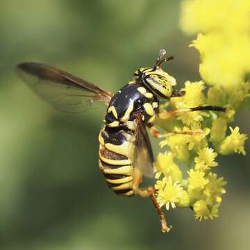 Image of Spilomyia liturata Williston 1887