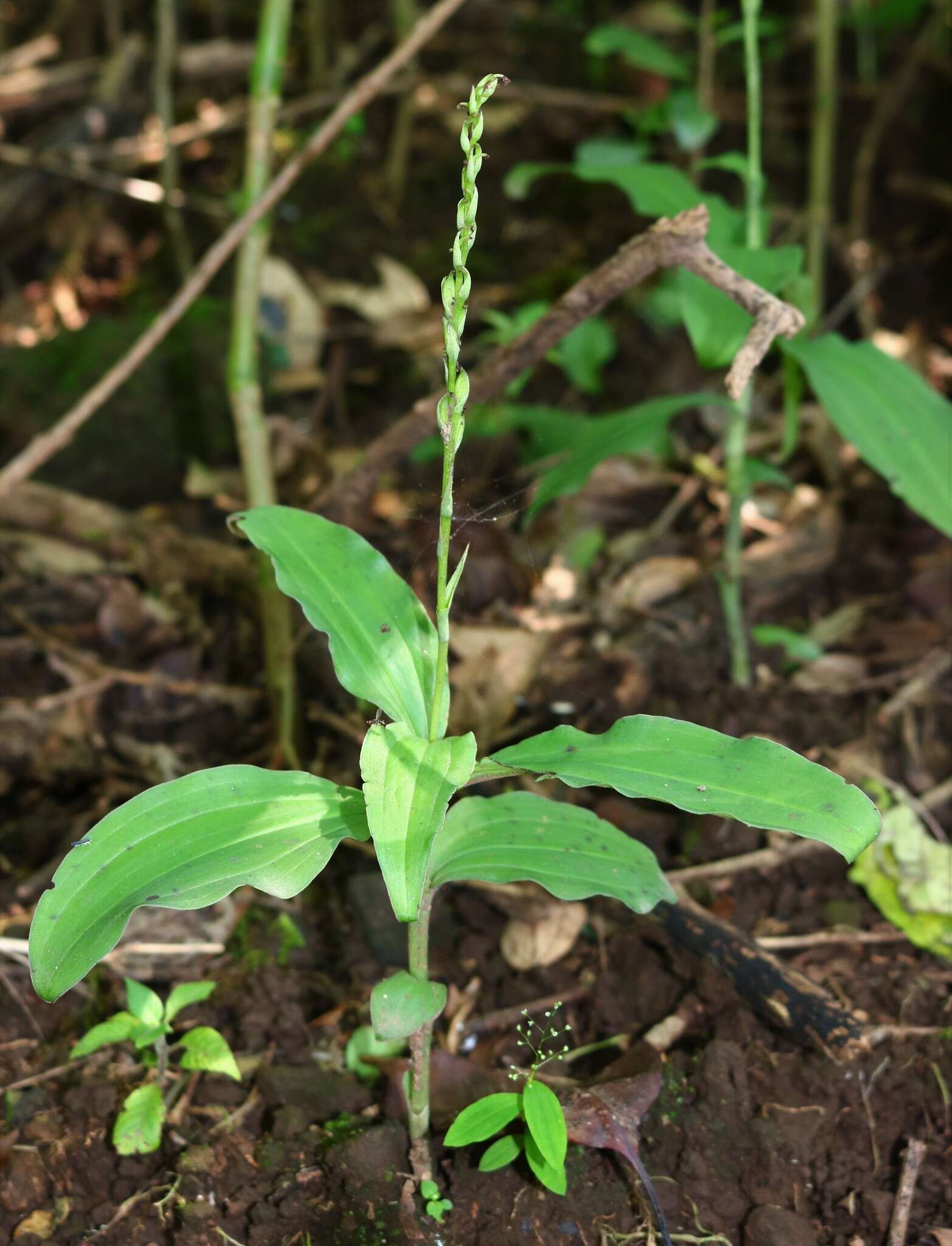 Peristylus caranjensis resmi