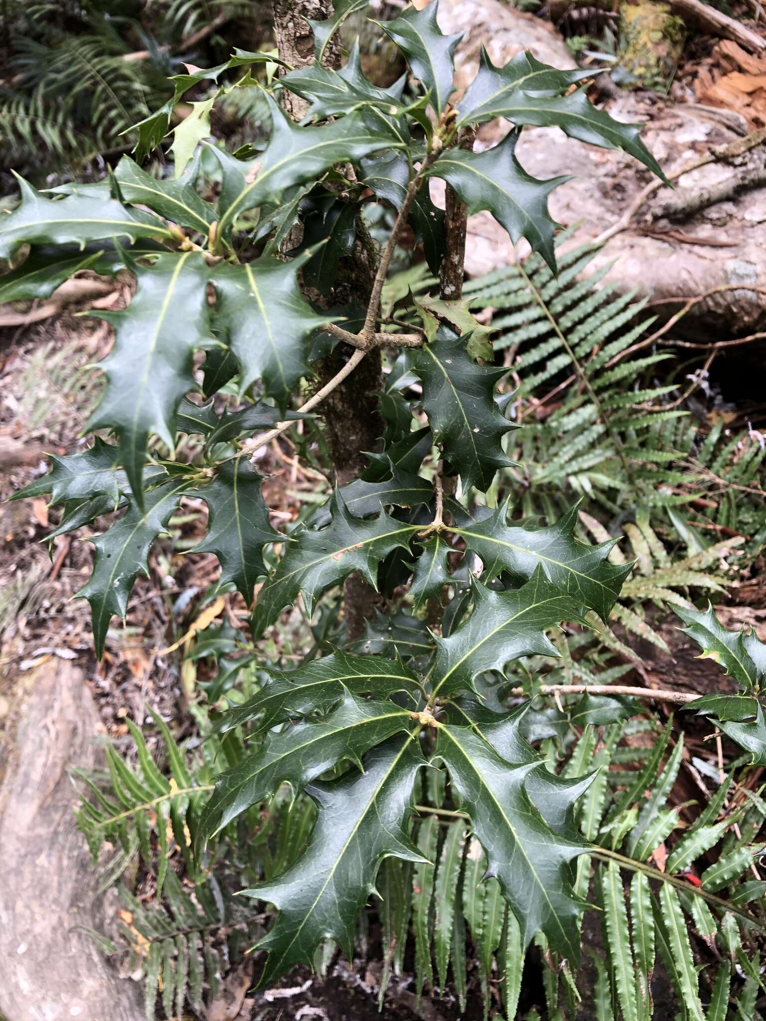 Image of holly osmanthus