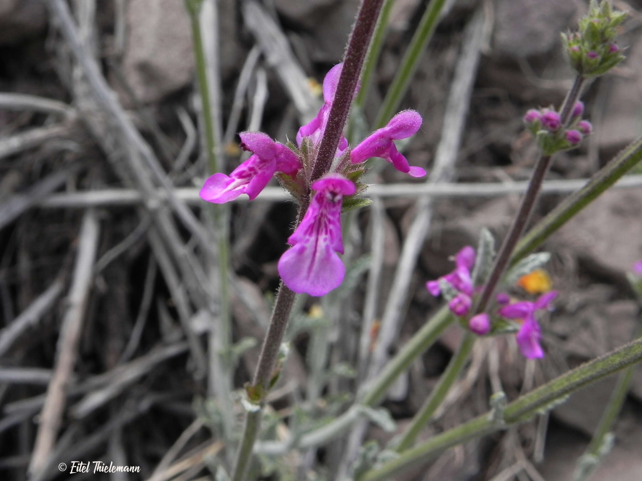 Image of Stachys philippiana Vatke