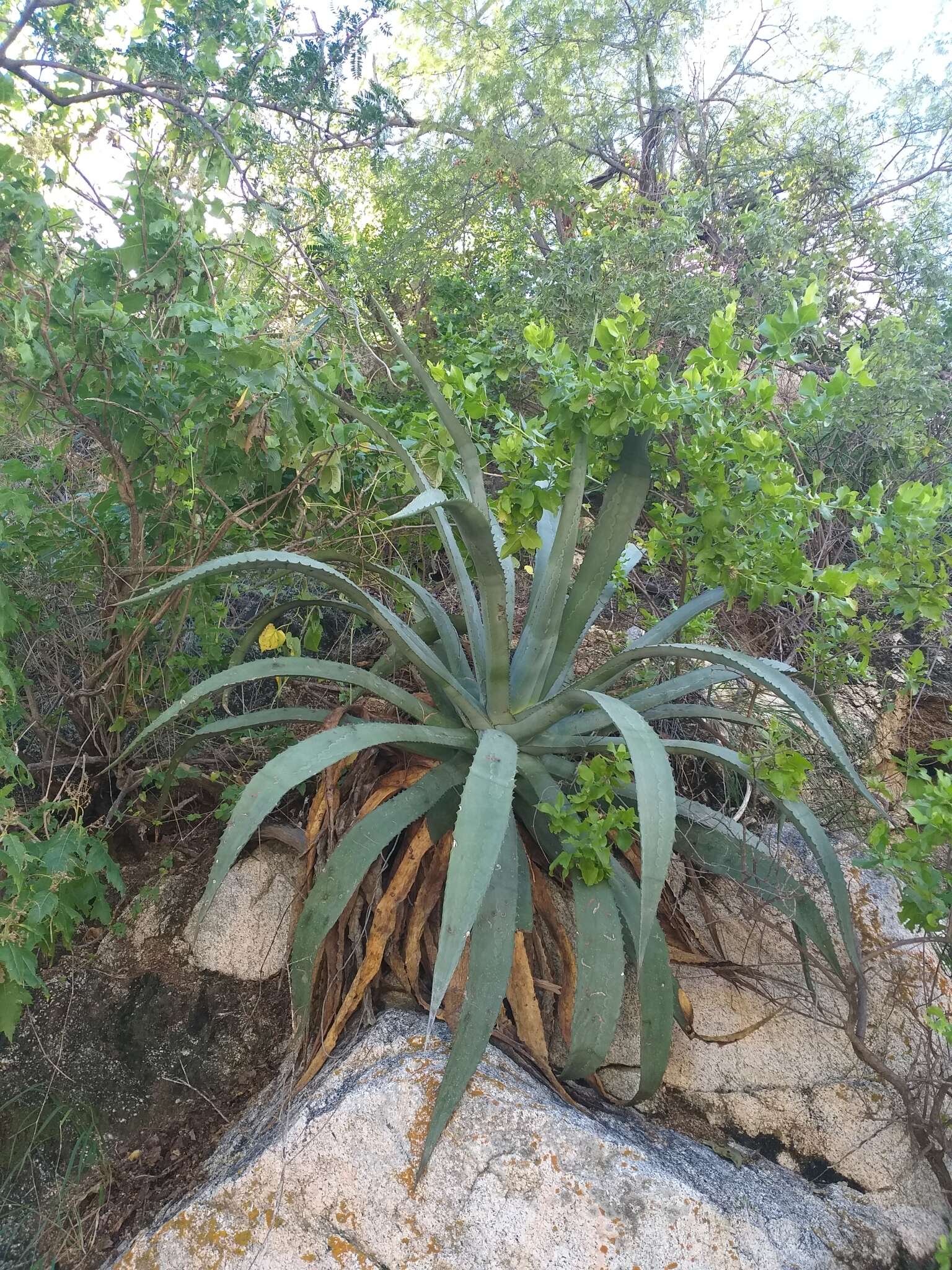 Image of Baja California Sur Agave