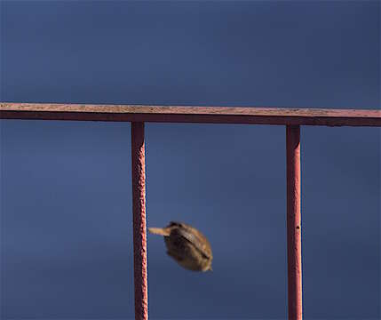 Image of Eurasian Wren