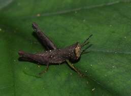 Image of Maculiparia curtipennis (Scudder & S. H. 1875)