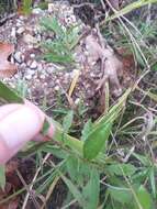 Solidago arguta var. boottii (Hook.) E. J. Palmer & Steyerm. resmi