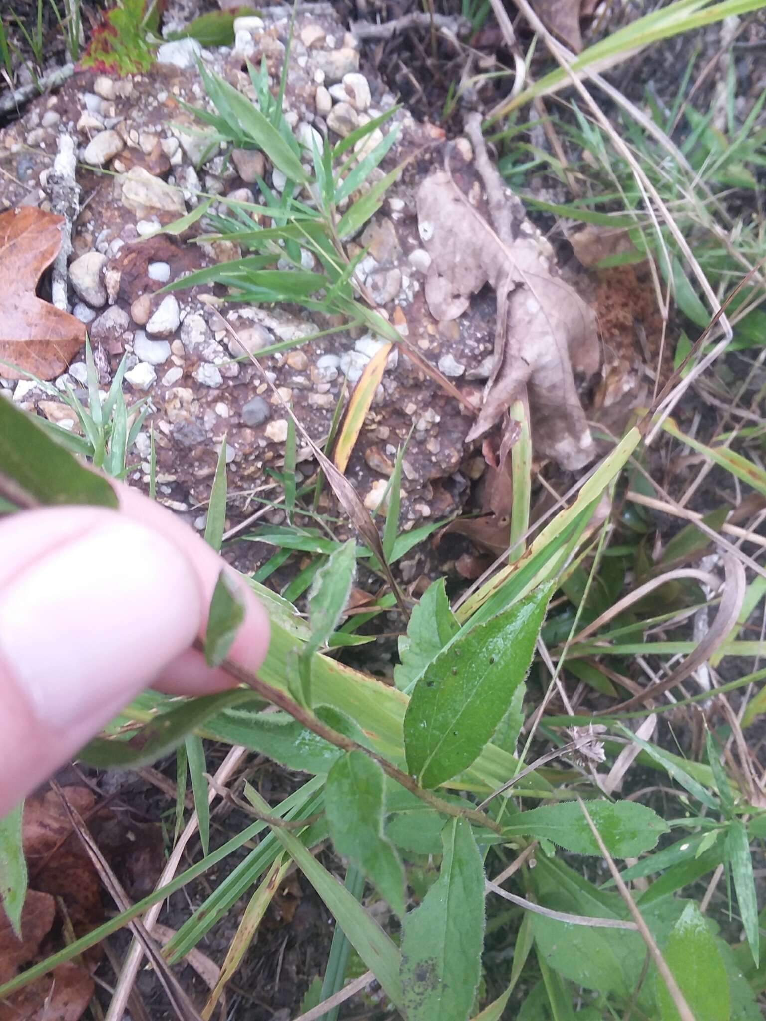 Solidago arguta var. boottii (Hook.) E. J. Palmer & Steyerm. resmi