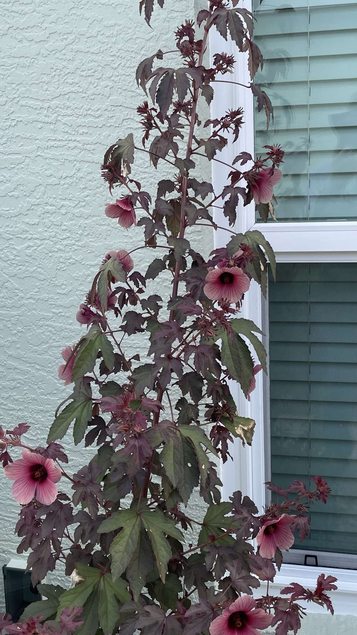 Image of African rosemallow