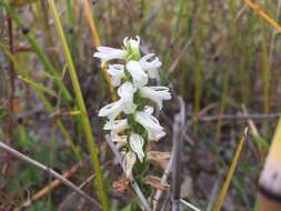 Image of Great Plains lady's tresses