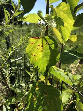 Cercospora moricola Cooke 1884 resmi