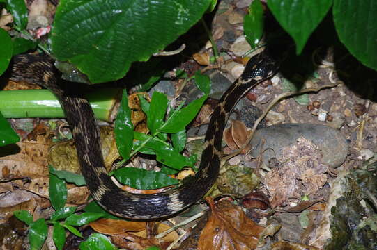 Image of Hebius pryeri (Boulenger 1887)