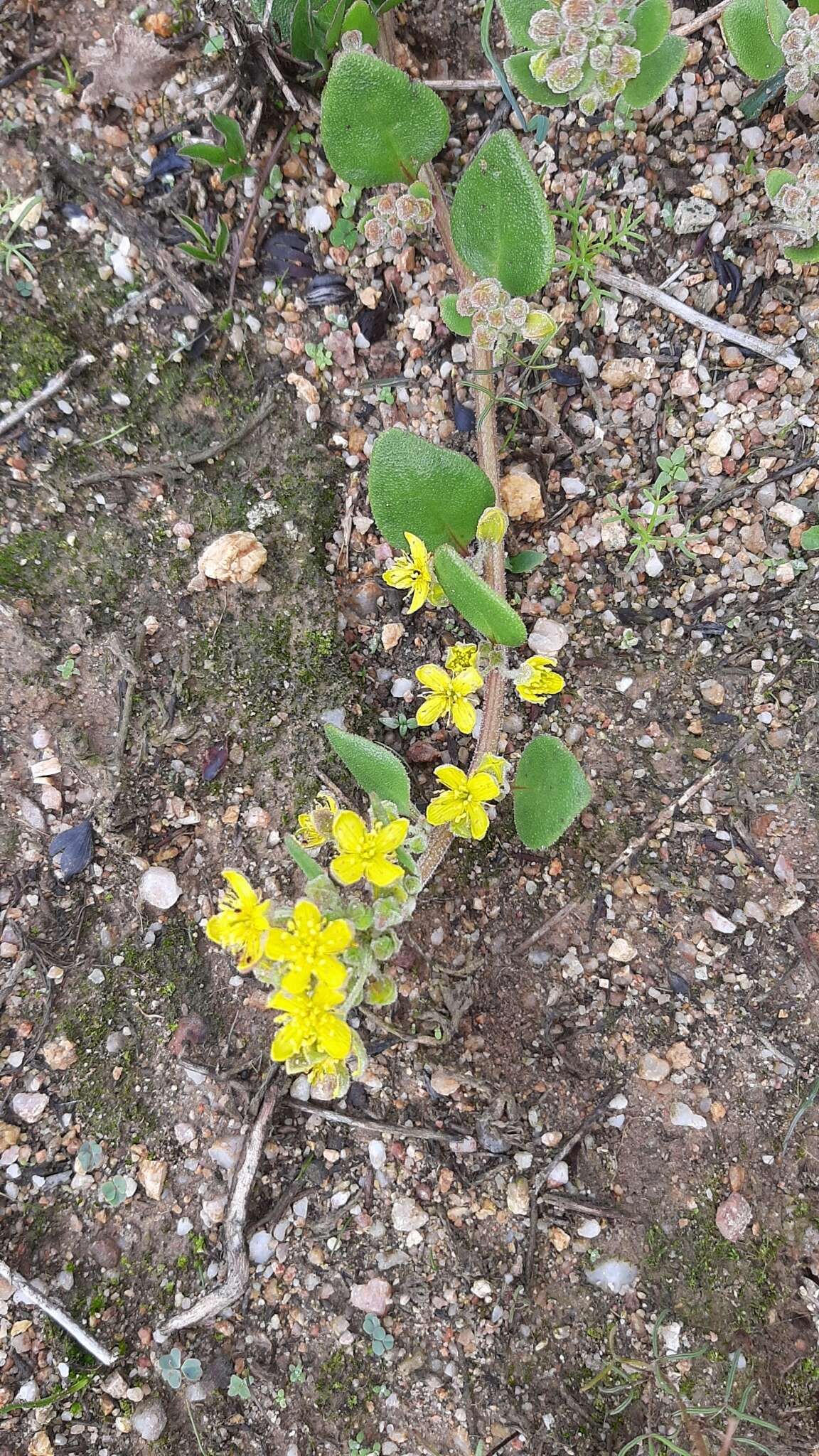 Image of Tetragonia herbacea L.