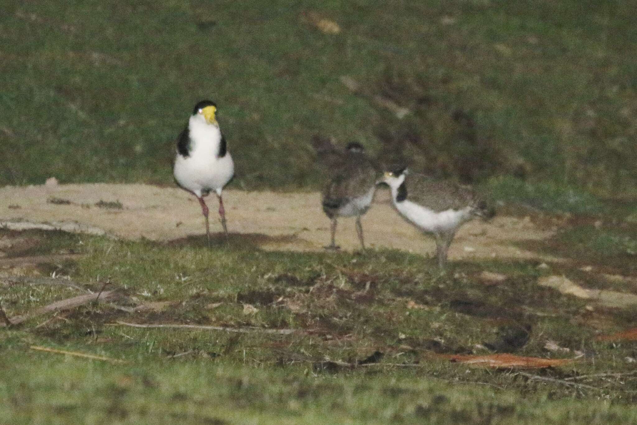 Image of Masked Lapwing