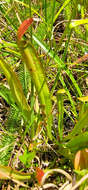 Image of sweet pitcherplant