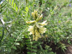 Sivun Astragalus strigulosus Kunth kuva