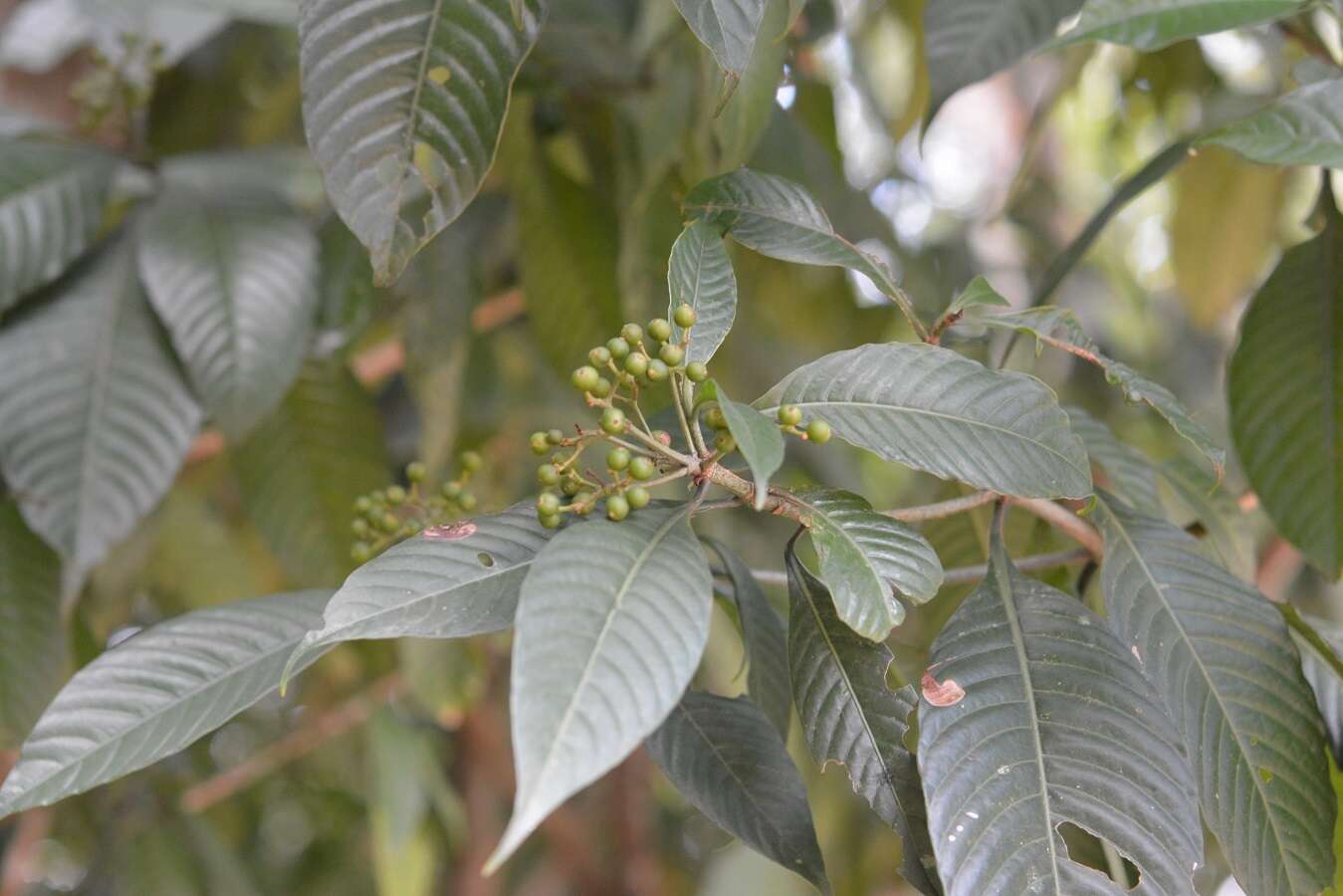 Image of Psychotria mexiae Standl.