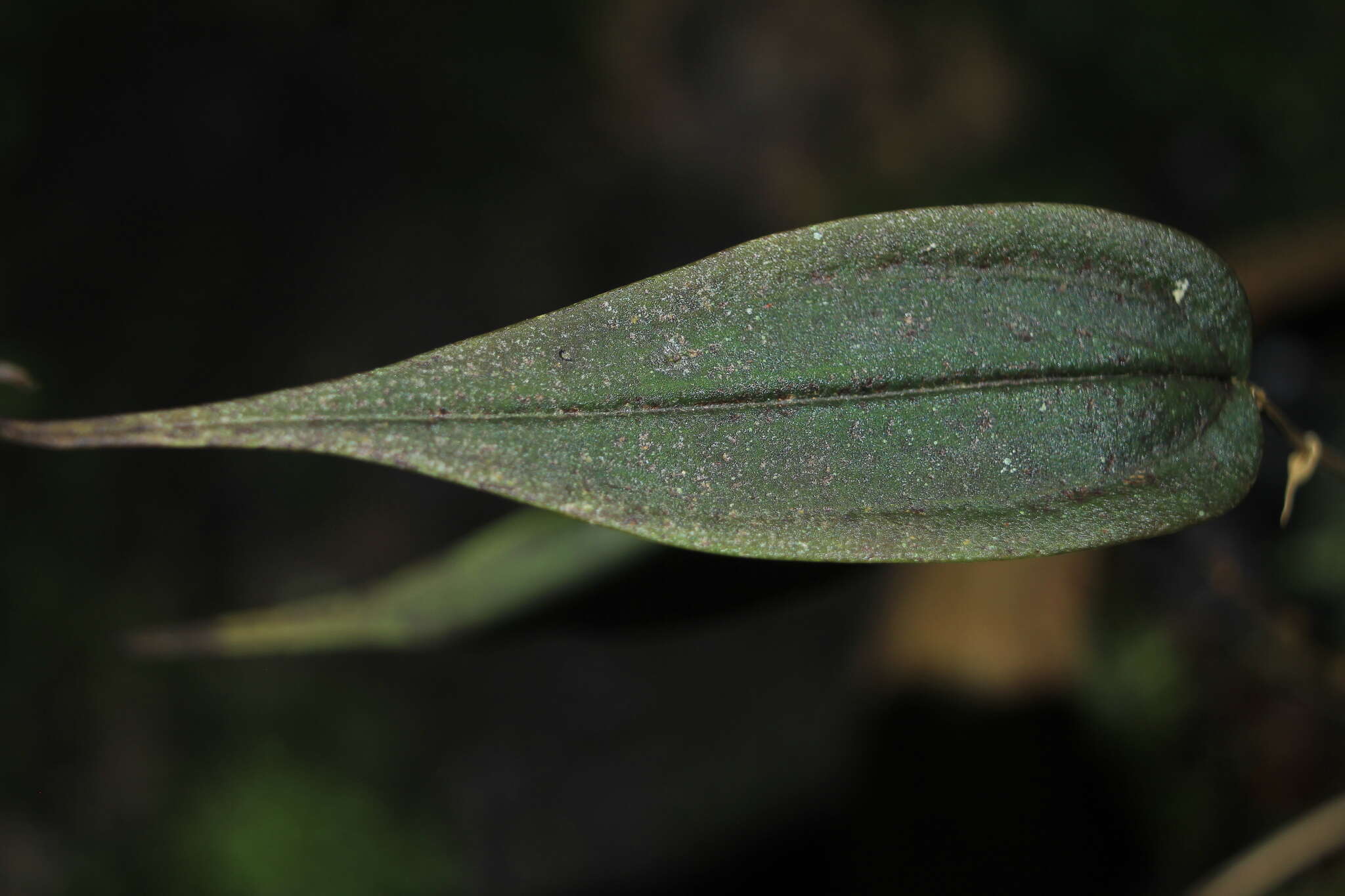 Image of Lepanthes agglutinata Luer