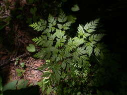 Imagem de Conioselinum chinense (L.) Britton, Sterns & Poggenb.