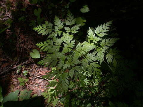 Image of eastern hemlockparsley