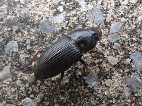 Image of Anisodactylus (Gynandrotarsus) rusticus (Say 1823)