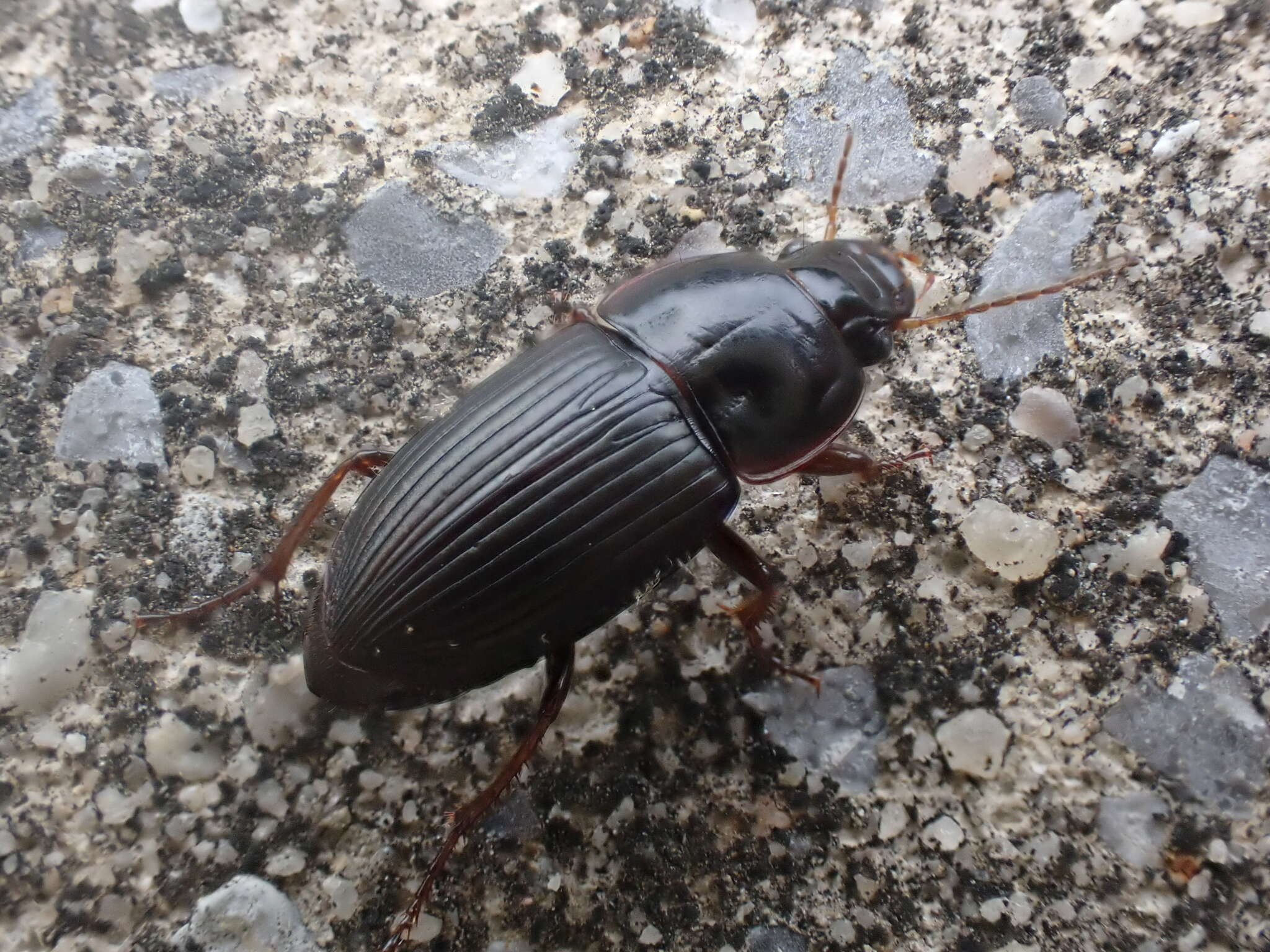 Image de Anisodactylus (Gynandrotarsus) rusticus (Say 1823)