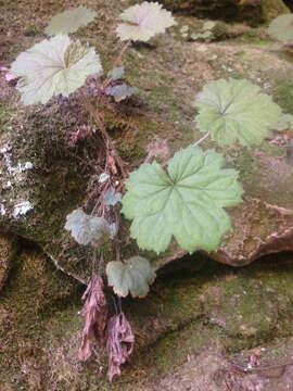 Image of littleleaf alumroot