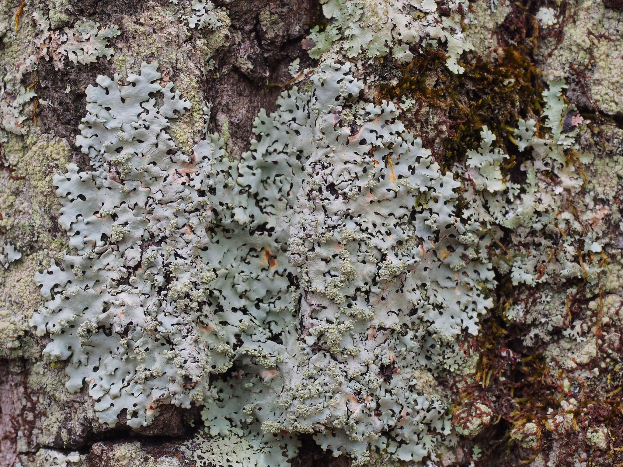 Image of hypotrachyna lichen